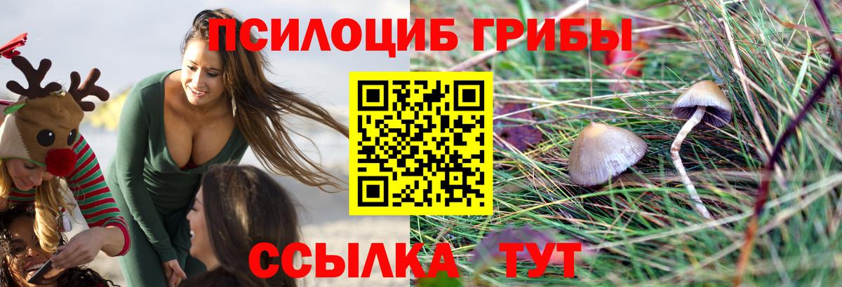 Дагестанские Огни  Галлюциногенные грибы Psilocybine cubensis  Вход с VPN 